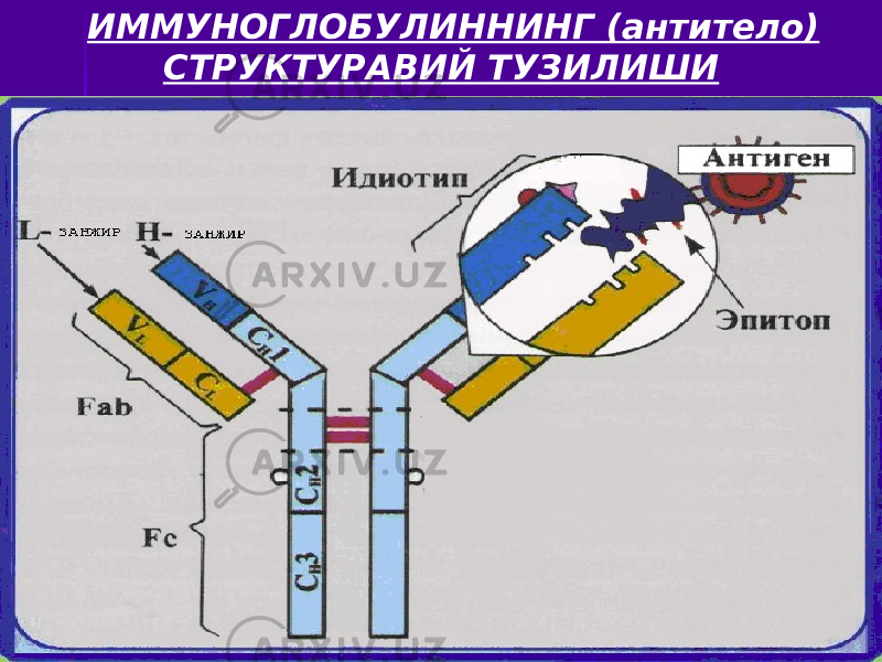 ИММУНОГЛОБУЛИННИНГ (антитело) СТРУКТУРАВИЙ ТУЗИЛИШИ 