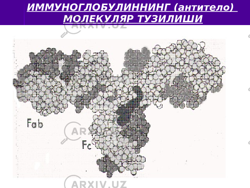 ИММУНОГЛОБУЛИННИНГ (антитело) МОЛЕКУЛЯР ТУЗИЛИШИ 