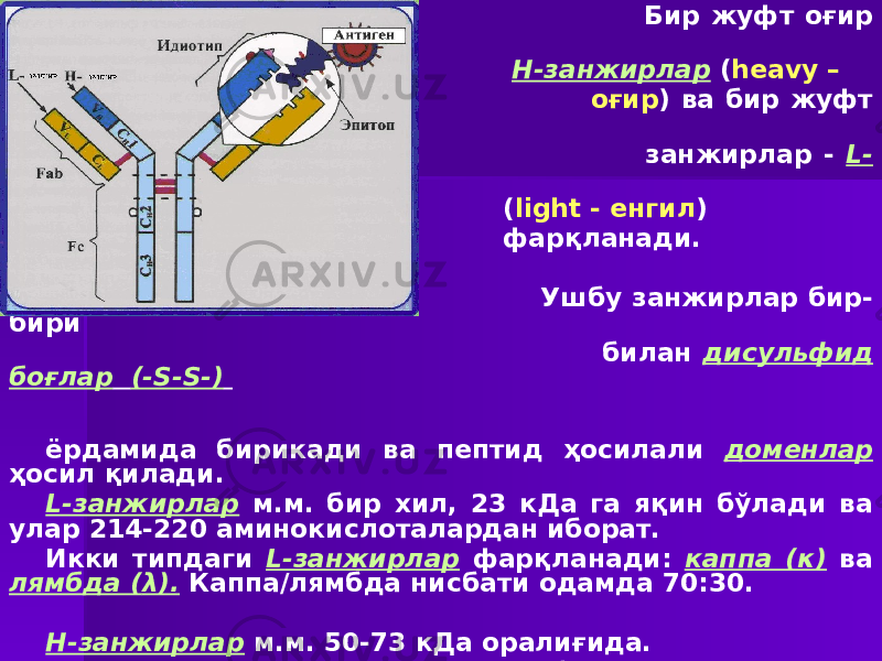  Бир жуфт оғир занжирлар – Н-занжирлар ( heavy – оғир ) ва бир жуфт енгил занжирлар - L- занжирлар ( light - енгил ) фарқланади. Ушбу занжирлар бир- бири билан дисульфид боғлар (-S-S-) ёрдамида бирикади ва пептид ҳосилали доменлар ҳосил қилади. L-занжирлар м.м. бир хил, 23 кДа га яқин бўлади ва улар 214-220 аминокислоталардан иборат. Икки типдаги L-занжирлар фарқланади: каппа (κ) ва лямбда ( λ). Каппа/лямбда нисбати одамда 70:30. Н-занжирлар м.м. 50-73 кДа оралиғида. Уларнинг 5 та синфи фарқланиб, грекча ҳарфлар - альфа (α), гамма (γ), эпсилон (ε), мю (μ), дельта (δ) билан белгиланади. 