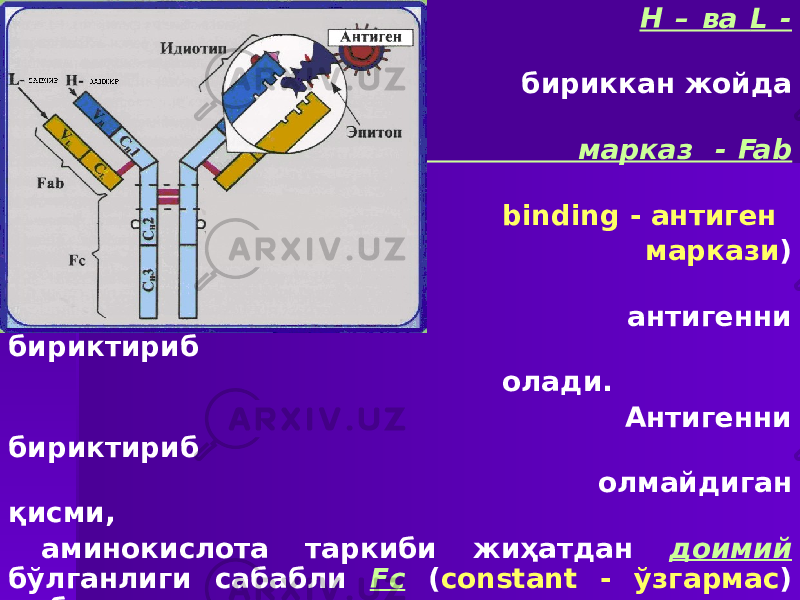  Н – ва L - занжирлар бириккан жойда фаол марказ - Fab ( antigen binding - антиген маркази ) мавжуд, у антигенни бириктириб олади. Антигенни бириктириб олмайдиган қисми, аминокислота таркиби жиҳатдан доимий бўлганлиги сабабли Fc ( constant - ўзгармас ) деб юритилади. Антигенни бириктирадиган қисм вариабел ( ўзгарувчан ) қисм дейилади. Комплементнинг С3 компоненти бирикадиган қисми “шарнир” дейилади. 