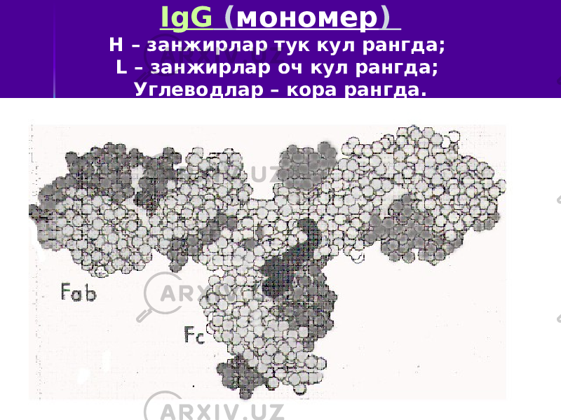 IgG ( мономер ) Н – занжирлар тук кул рангда; L – занжирлар оч кул рангда; Углеводлар – кора рангда. 