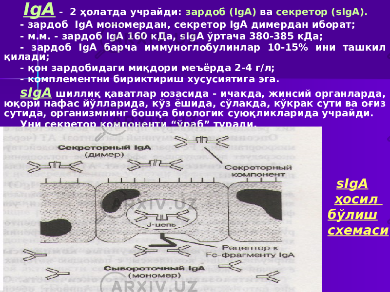  sIgA ҳосил бўлиш схемаси IgА - 2 ҳолатда учрайди: зардоб (IgA) ва секретор (sIgA). - зардоб IgA мономердан, секретор IgA димердан иборат; - м.м. - зардоб IgA 160 кДа, sIgA ўртача 380-385 кДа; - зардоб IgA барча иммуноглобулинлар 10-15% ини ташкил қилади; - қон зардобидаги миқдори меъёрда 2-4 г/л; - комплементни бириктириш хусусиятига эга. sIgA шиллиқ қаватлар юзасида - ичакда, жинсий органларда, юқори нафас йўлларида, кўз ёшида, сўлакда, кўкрак сути ва оғиз сутида, организмнинг бошқа биологик суюқликларида учрайди. Уни секретор компоненти “ўраб” туради. 