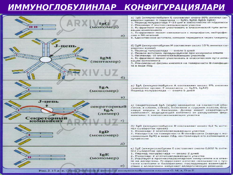 ИММУНОГЛОБУЛИНЛАР КОНФИГУРАЦИЯЛАРИ 