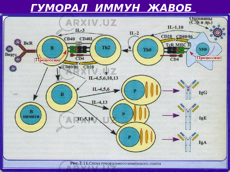 ГУМОРАЛ ИММУН ЖАВОБ СХЕМАСИ 