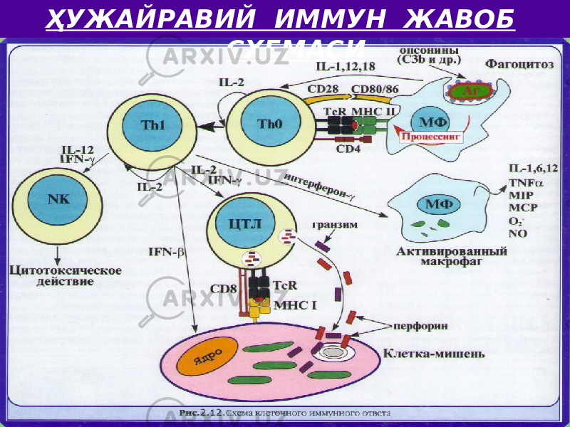 ҲУЖАЙРАВИЙ ИММУН ЖАВОБ СХЕМАСИ 