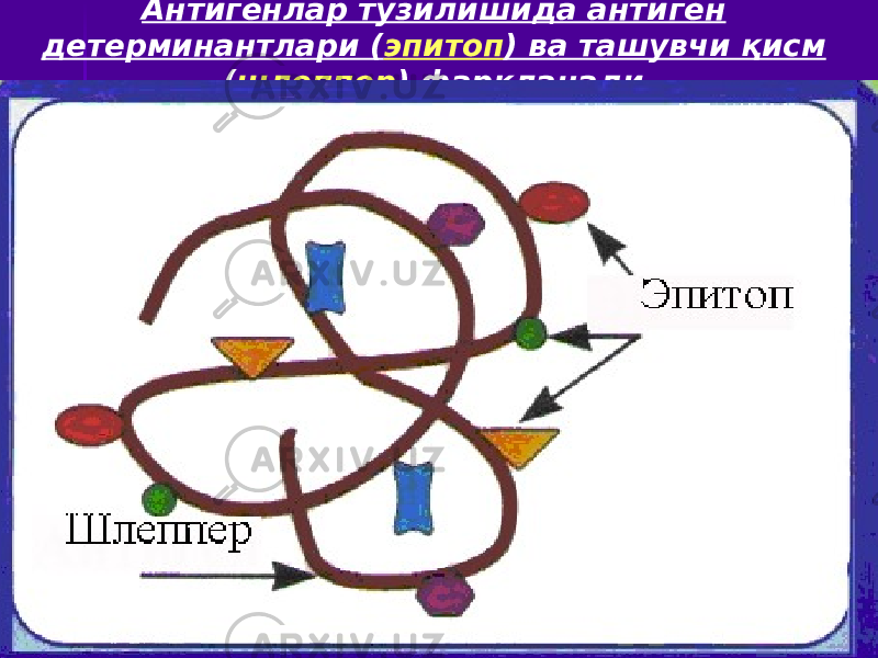 Антигенлар тузилишида антиген детерминантлари ( эпитоп ) ва ташувчи қисм ( шлеппер ) фарқланади. 