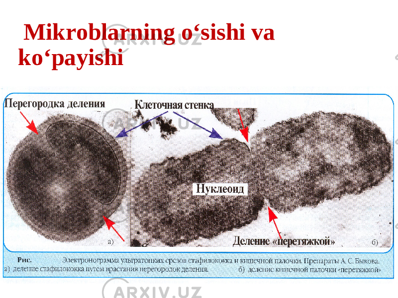  Mikroblarning o‘sishi va ko‘payishi 