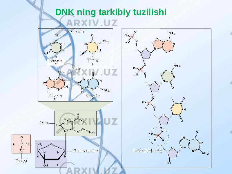 DNK ning tarkibiy tuzilishi 