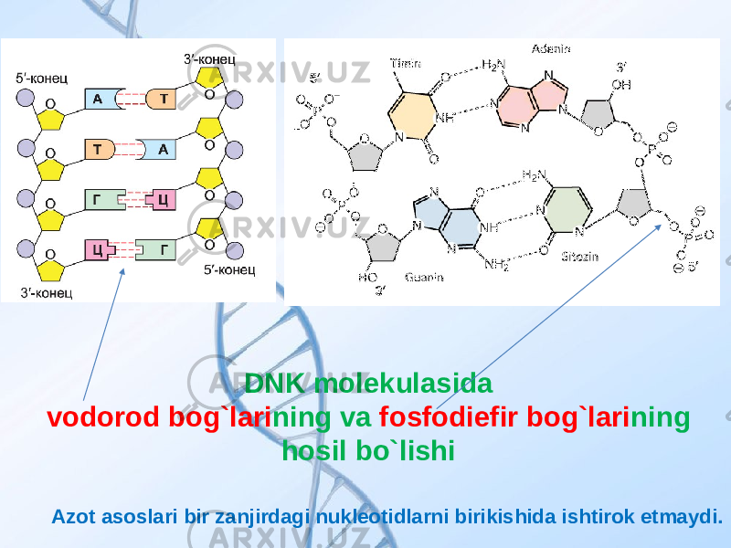 DNK molekulasida vodorod bog`lari ning va fosfodiefir bog`lari ning hosil bo`lishi Azot asoslari bir zanjirdagi nukleotidlarni birikishida ishtirok etmaydi. 