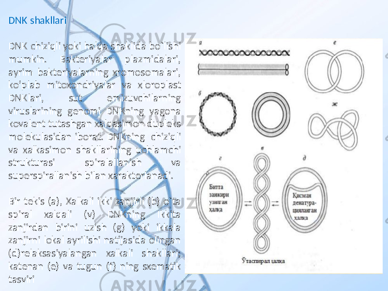 DNK shakllari DNK chiziqli yoki halqa shaklida bo`lishi mumkin. Bakteriyalar plazmidalari, ayrim bakteriyalarning xromosomalari, koʻplab mitoxondriyalar va xloroplast DNKlari, sut emizuvchilarning viruslarining genomi DNKning yagona kovalent tutashgan xalqasimon dupleks molekulasidan iborat. DNKning chiziqli va xalkasimon shakllarining uchlamchi strukturasi spiralallanish va superspirallanish bilan xarakterlanadi. Bir tekis (a), Xalkali ikki zanjirli (b) o`ta spiral xalqali (v) DNKning Ikkita zanjirdan birini uzish (g) yoki ikkala zanjirni lokal ayrilishi natijasida olingan (d)relaksasiyalangan xalkali shakllari; katenan (e) va tugun (f) ning sxematik tasviri 