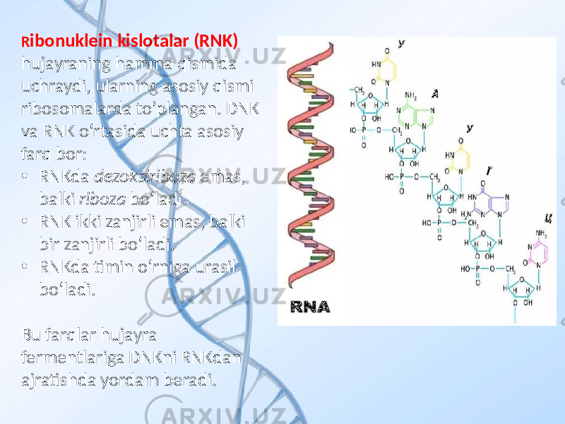 R ibonuklein kislotalar (RNK) hujayraning hamma qismida uchraydi, ularning asosiy qismi ribosomalarda to’plangan. DNK va RNK oʻrtasida uchta asosiy farq bor: • RNKda dezoksiriboza emas, balki riboza boʻladi. • RNK ikki zanjirli emas, balki bir zanjirli boʻladi. • RNKda timin oʻrniga urasil boʻladi. Bu farqlar hujayra fermentlariga DNKni RNKdan ajratishda yordam beradi. 