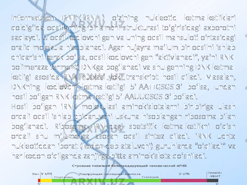 Informatsion RNK ( iRNA ) oʼzining nukleotid ketma-ketliklari qoldigʼida oqsillarning birlamchi strukturasi toʼgʼrisidagi axborotni saqlaydi. U oqsil kodlovchi gen va uning oqsil mahsuloti oʻrtasidagi oraliq molekula hisoblanadi. Agar hujayra maʼlum bir oqsilni ishlab chiqarishi kerak boʻlsa, oqsil kodlovchi gen “aktivlanadi”, yaʼni RNK- polimeraza fermenti DNKga bogʻlanadi va shu genning DNK ketma- ketligi asosida RNK nusxasi yoki transkript hosil qiladi. Masalan, DNKning kodlovchi ketma-ketligi 5’-AATTGSGS-3’ boʻlsa, undan hosil boʻlgan RNK ketma-ketligi 5’-AAUUGSGS-3’ boʻladi. Hosil boʻlgan iRNK molekulasi aminokislotalarni bir-biriga ulash orqali oqsil ishlab chiqaruvchi uskuna hisoblangan ribosoma bilan bogʻlanadi. Ribosoma iRNKdagi spetsifik ketma-ketlikni oʻqish orqali shu mʼlumotga asosan oqsil sintez qiladi. iRNK uchta nukleotiddan iborat ( kodon deb ataluvchi) guruhlarda “oʻqiladi” va har kodon oʻqilganda zanjirga bitta aminokislota qoʻshiladi. 