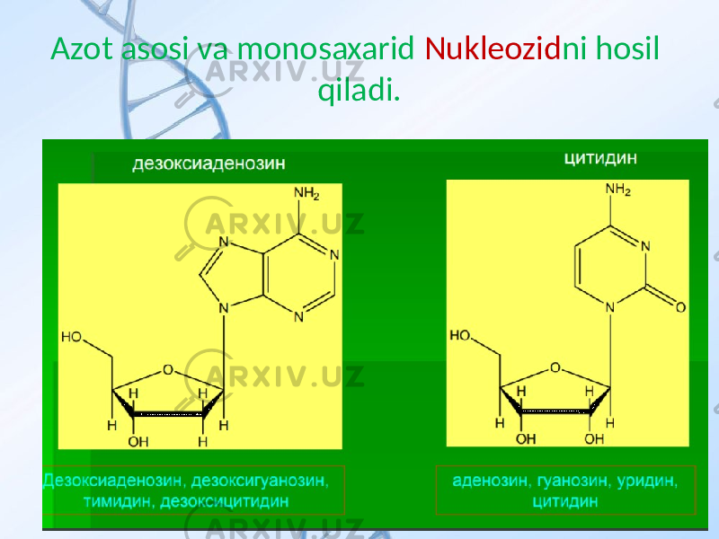 Azot asosi va monosaxarid Nukleozid ni hosil qiladi. 