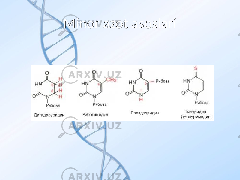 Minor azot asoslari 