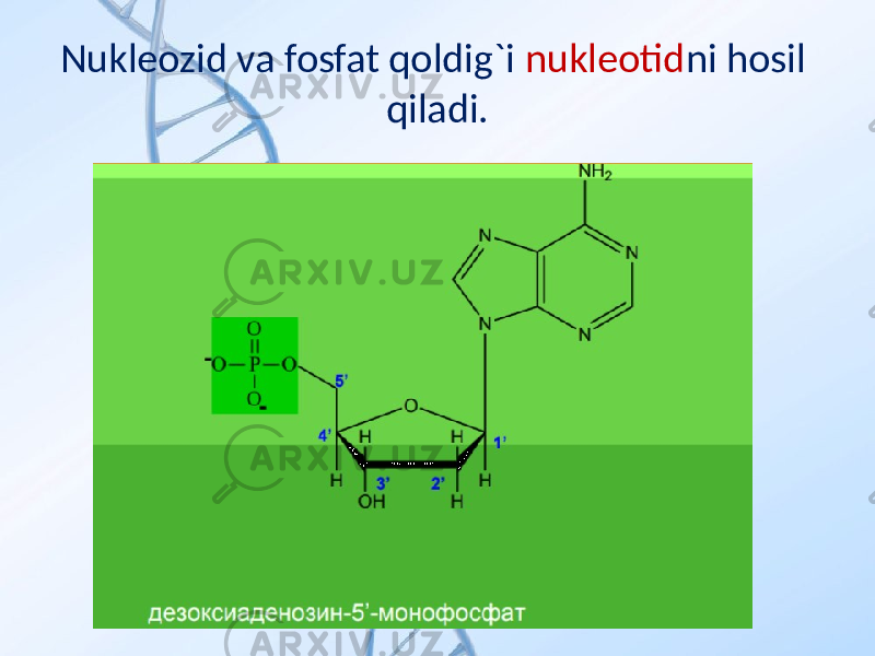 Nukleozid va fosfat qoldig`i nukleotid ni hosil qiladi. 