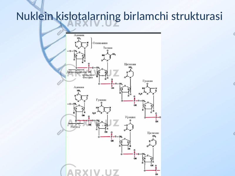 Nuklein kislotalarning birlamchi strukturasi 