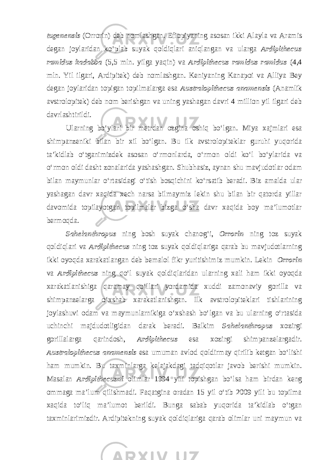 tugenensis (Orrorin) deb nomlashgan. Efiopiyaning asosan ikki Alayla va Aramis degan joylaridan ko‘plab suyak qoldiqlari aniqlangan va ularga Ardipithecus ramidus kadabba (5,5 mln. yilga yaqin) va Ardipithecus ramidus ramidus (4,4 mln. Yil ilgari, Ardipitek) deb nomlashgan. Keniyaning Kanapoi va Alliya Bey degan joylaridan topigan topilmalarga esa Australopithecus anamensis (Anamlik avstrolopitek) deb nom berishgan va uning yashagan davri 4 million yil ilgari deb davrlashtirildi. Ularning bo‘ylari bir metrdan ozgina oshiq bo‘lgan. Miya xajmlari esa shimpanzeniki bilan bir xil bo‘lgan. Bu ilk avstrolopiteklar guruhi yuqorida ta’kidlab o‘tganimizdek asosan o‘rmonlarda, o‘rmon oldi ko‘l bo‘ylarida va o‘rmon oldi dasht zonalarida yashashgan. Shubhasiz, aynan shu mavjudotlar odam bilan maymunlar o‘rtasidagi o‘tish bosqichini ko‘rsatib beradi. Biz amalda ular yashagan davr xaqida xech narsa bilmaymiz lekin shu bilan bir qatorda yillar davomida topilayotgan topilmalar bizga o‘sha davr xaqida boy ma’lumotlar bermoqda. Sahelanthropus ning bosh suyak chanog‘i, Orrorin ning toz suyak qoldiqlari va Ardipithecus ning toz suyak qoldiqlariga qarab bu mavjudotlarning ikki oyoqda xarakatlangan deb bemalol fikr yuritishimiz mumkin. Lekin Orrorin va Ardipithecus ning qo‘l suyak qoldiqlaridan ularning xali ham ikki oyoqda xarakatlanishiga qaramay qo‘llari yordamida xuddi zamonaviy gorilla va shimpanzelarga o‘xshab xarakatlanishgan. Ilk avstrolopiteklari tishlarining joylashuvi odam va maymunlarnikiga o‘xshash bo‘lgan va bu ularning o‘rtasida uchinchi majdudotligidan darak beradi. Balkim Sahelanthropus xozirgi gorillalarga qarindosh, Ardipithecus esa xozirgi shimpanzelargadir. Australopithecus anamensis esa umuman avlod qoldirmay qirilib ketgan bo‘lishi ham mumkin. Bu taxminlarga kelajakdagi tadqiqotlar javob berishi mumkin. Masalan Ardipithecusni olimlar 1994 yili topishgan bo‘lsa ham birdan keng ommaga ma’lum qilishmadi. Faqatgina oradan 15 yil o‘tib 2009 yili bu topilma xaqida to‘liq ma’lumot berildi. Bunga sabab yuqorida ta’kidlab o‘tgan taxminlarimizdir. Ardipitekning suyak qoldiqlariga qarab olimlar uni maymun va 