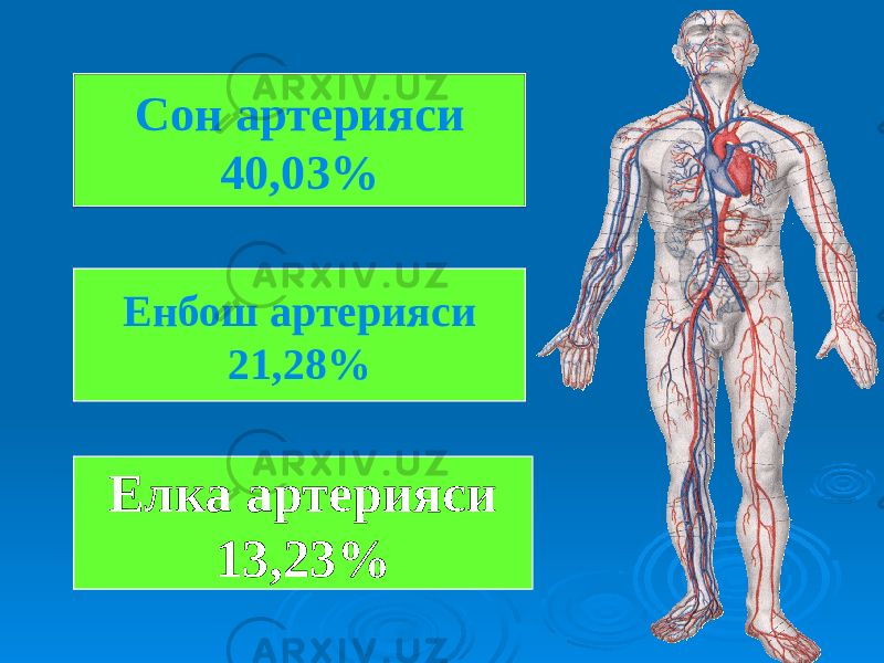 Сон артерияси 40,03% Енбош артерияси 21,28% Елка артерияси 13,23% 