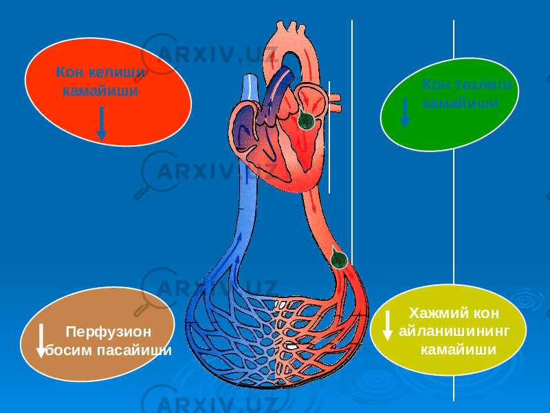 Кон келиши камайиши Перфузион босим пасайиши Кон тезлиги камайиши Хажмий кон айланишининг камайиши 