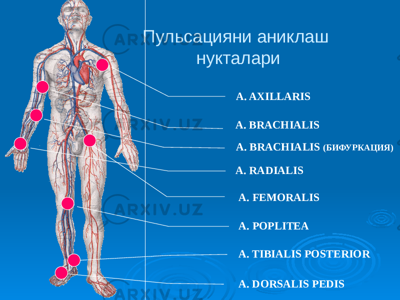 Пульсацияни аниклаш нукталари A. AXILLARIS A. BRACHIALIS A. BRACHIALIS (БИФУРКАЦИЯ) A. RADIALIS A. FEMORALIS A. POPLITEA A. TIBIALIS POSTERIOR A. DORSALIS PEDIS 