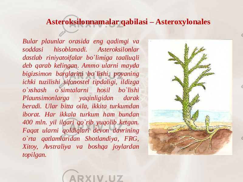 Asteroksilonnamalar qabilasi – Asteroxylonales Bular plaunlar orasida eng qadimgi va soddasi hisoblanadi. Asteroksilonlar dastlab riniyatoifalar bo`limiga taalluqli deb qarab kelingan. Ammo ularni mayda bigizsimon barglarini bo`lishi, poyaning ichki tuzilishi sifonostel tipdaligi, ildizga o`xshash o`simtalarni hosil bo`lishi Plaunsimonlarga yaqinligidan darak beradi. Ular bitta oila, ikkita turkumdan iborat. Har ikkala turkum ham bundan 400 mln. yil ilgari qo`rib yuqolib ketgan. Faqat ularni qoldiqlari devon davrining o`rta qatlamlaridan Shotlandiya, FRG, Xitoy, Avstraliya va boshqa joylardan topilgan. 