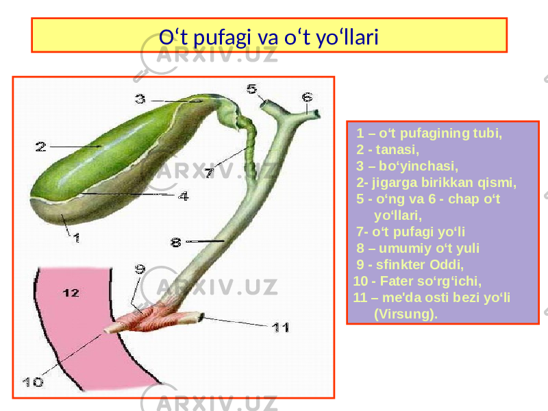 O‘t pufagi va o‘t yo‘llari 1 – o‘t pufagining tubi, 2 - tanasi, 3 – bo‘yinchasi, 2- jigarga birikkan qismi, 5 - o‘ng va 6 - chap o‘t yo‘llari, 7- o‘t pufagi yo‘li 8 – umumiy o‘t yuli 9 - sfinkter Oddi, 10 - Fater so‘rg‘ichi, 11 – me&#39;da osti bezi yo‘li (Virsung). 