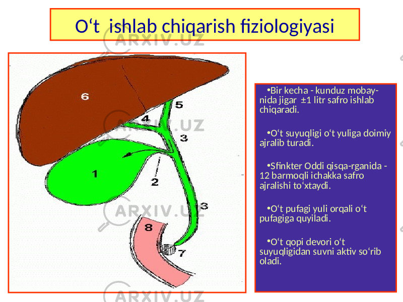 O‘t ishlab chiqarish fiziologiyasi • Bir kecha - kunduz mobay- nida jigar ±1 litr safro ishlab chiqaradi. • O‘t suyuqligi o‘t yuliga doimiy ajralib turadi. • Sfinkter Oddi qisqa-rganida - 12 barmoqli ichakka safro ajralishi to‘xtaydi. • O‘t pufagi yuli orqali o‘t pufagiga quyiladi. • O‘t qopi devori o‘t suyuqligidan suvni aktiv so‘rib oladi. 