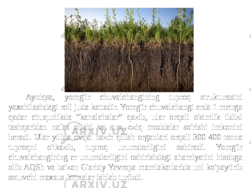 Ayniqsa, yomg&#39;ir chuvalchangining tuproq strukturasini yaxshilashdagi roli juda kattadir. Yomg&#39;ir chuvalchangi erda 1 metrga qadar chuqurlikda “kanalchalar” qazib, ular orqali o&#39;simlik ildizi tashqaridan nafas olishi va suv, oziq moddalar so&#39;rishi imkonini beradi. Ular yilida ovqat hazm qilish organlari orqali 300-400 tonna tuproqni o&#39;tkazib, tuproq unumdorligini oshiradi. Yomg&#39;ir chuvalchangining er unumdorligini oshirishdagi ahamiyatini hisobga olib AQSh va ba&#39;zan G&#39;arbiy Yevropa mamlakatlarida uni ko&#39;paytirib sotuvchi maxsus fermalar ishlab turibdi. 