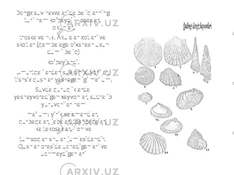 Dengz suv havzalarida baliqlarning turi ham ko‘paydi – lososlar, okunlar, treska va h.k. Akulalar zotlari va skotlar (qambalaga o‘xshash uzun dumli baliq) ko‘payishdi. Umurtqalilardan suv emizuvchilar, tishsiz qushlar yashaganligi ma’lum. Suvda quruqliklarda yashayveradigan xayvonlar, sudralib yuruvchilar ham ma’lum: yirik salamandlar, qurbaqalar, jabalar, toshbaqalar, kaltakesaklar, ilon va tumsoqlar shular jumlasidandir. Qushlar orasida uchadiganlari va uchmaydiganlari 