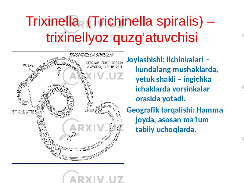 Trixinella (Тrichinella spiralis) – trixinellyoz quzg’atuvchisi Joylashishi: lichinkalari – kundalang mushaklarda, yetuk shakli – ingichka ichaklarda vorsinkalar orasida yotadi. Geografik tarqalishi: Hamma joyda, asosan maʼlum tabiiy uchoqlarda. 