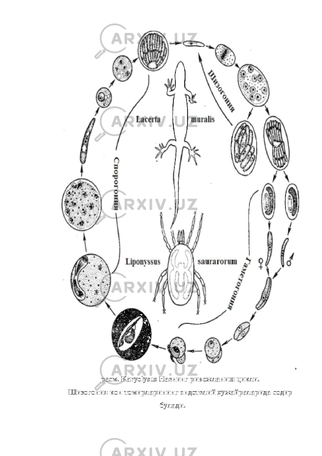 расм. Karyolysus Нaeнинг ривожланиш цикли. Шизогония кон томирларининг эндотелий хужайраларида содир булади. 
