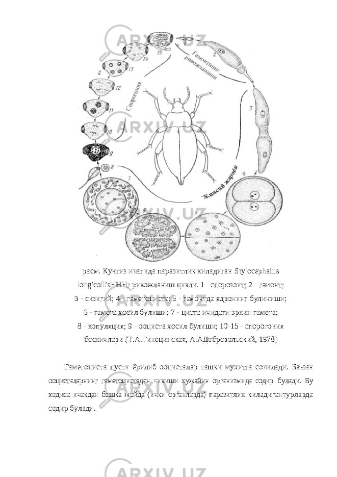 расм. Кунгиз ичагида паразитлик киладиган Stylocephalus longicollisHHH г ривожланиш цикли. 1 - спорозоит; 2 - гамонт; 3 - сизигий; 4 - гаметоциста; 5 - гамонтда ядронинг булиниши; 6 - гамета хосил булиши; 7 - циста ичидаги эркин гамета; 8 - копуляция; 9 - ооциста хосил булиши; 10-15 - спорогония боскичлари (Т.А.Гинецинская, А.АДобровольский, 1978) Гаметоциста пусти ёрилиб ооцисталар ташки мухитга сочилади. Баъзан ооцисталарнинг гаметоцистадан чикиши хужайин организмида содир булади. Бу ходиса ичакдан бошка жойда (ички органларда) паразитлик киладигантурларда содир булади. 