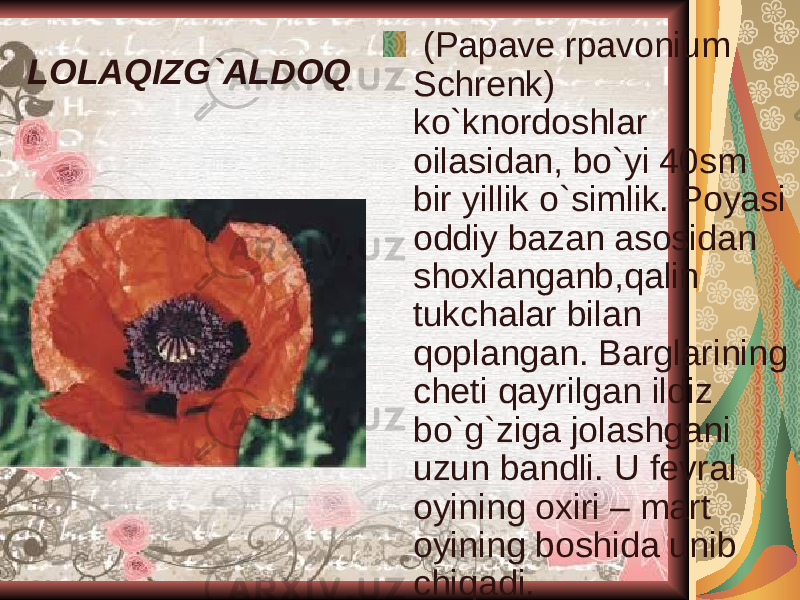 LOLAQIZG`ALDOQ (Papave rpavonium Schrenk) ko`knordoshlar oilasidan, bo`yi 40sm bir yillik o`simlik. Poyasi oddiy bazan asosidan shoxlanganb,qalin tukchalar bilan qoplangan. Barglarining cheti qayrilgan ildiz bo`g`ziga jolashgani uzun bandli. U fevral oyining oxiri – mart oyining boshida unib chiqadi. 