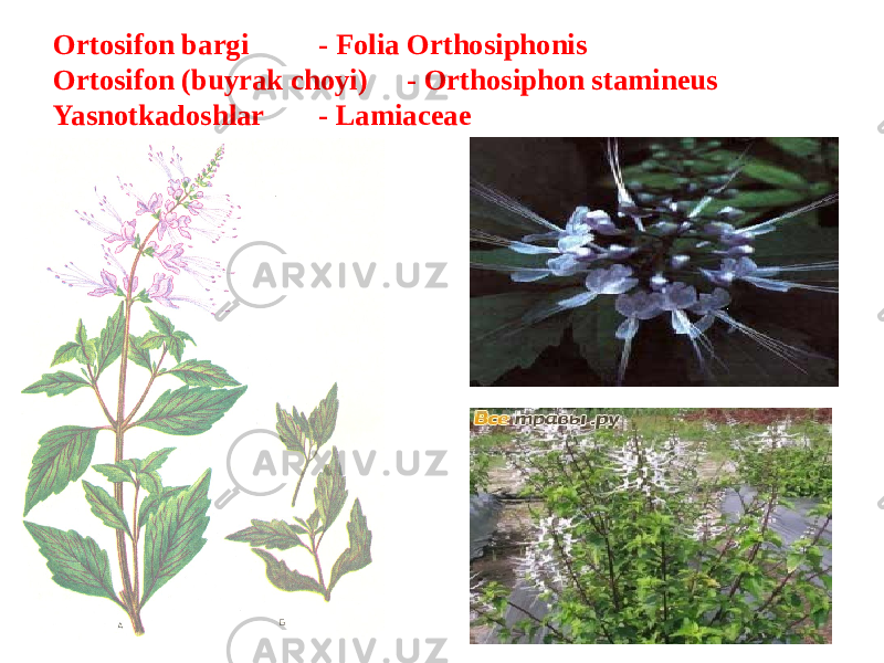 Ortosifon bargi - Folia Orthosiphonis Ortosifon (buyrak choyi) - Orthosiphon stamineus Yasnotkadoshlar - Lamiaceae 