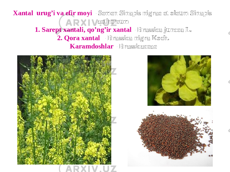 Xantal urug’i va efir moyi - Semen Sinapis nigrae et oleum Sinapis aethereum 1. Sarеpt xantali, qo’ng’ir xantal - Brassica juncea L. 2. Qora xantal - Brassica nigra Koch. Karamdoshlar - Brassicaceae 