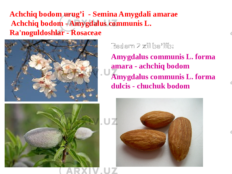 Achchiq bodom urug’i - Semina Amygdali amarae Achchiq bodom - Amygdalus communis L. Ra&#39;noguldoshlar - Rosaceae Bodom 2 xil bo’lib: Amygdalus communis L. forma amara - achchiq bodom Amygdalus communis L. forma dulcis - chuchuk bodom 