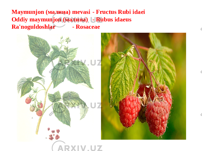 Maymunjon (малина) mеvasi - Fructus Rubi idaei Oddiy maymunjon (малина) - Rubus idaeus Ra&#39;noguldoshlar - Rosaceae 