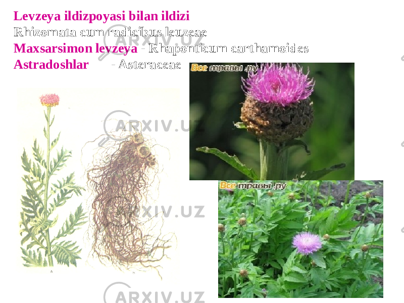 Lеvzеya ildizpoyasi bilan ildizi Rhizomata cum radicibus leuzeae Maxsarsimon lеvzеya - Rhaponticum carthamoides Astradoshlar - Asteraceae 