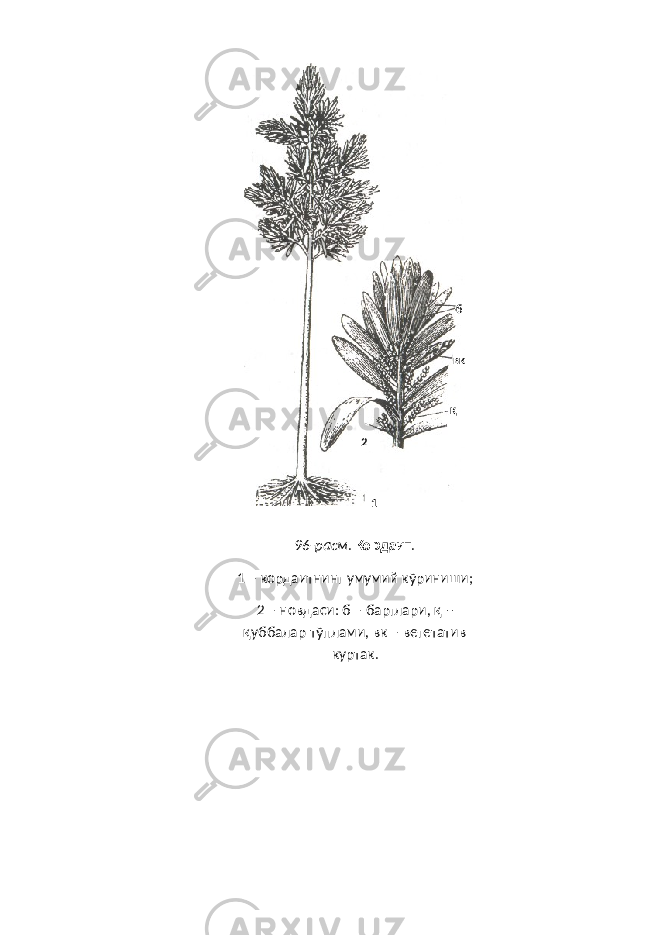 96-расм . Кордаит . 1 – кордаитнинг умумий кўрини ши; 2 – новдаси: б – барглари, қ – қуббалар тўплами, вк – вегетатив куртак. 12 б вк қ 