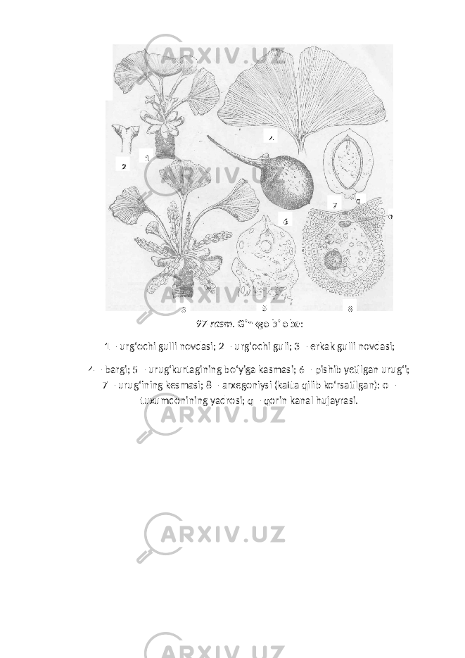 97 - rasm . Ginkgo biloba : 1 – urg ‘ ochi gulli novdasi ; 2 – urg ‘ ochi guli ; 3 – erkak gulli novdasi ; 4 – bargi; 5 – urug‘kurtagining bo‘yiga kasmasi; 6 – pishib yetilgan urug‘i; 7 – urug‘ining kesmasi; 8 – arxegoniysi (katta qilib ko‘rsatilgan): о – tuxumdonining yadrosi; q – qorin kanal hujayrasi.1 2 3 4 5 6 7 8 oq 