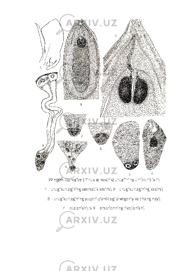 1 2 3 467 89 99-rasm . Q ara g‘ ay (Pinus sylvestris) uru g‘ ining unib chi q ishi : 1 – uru g‘ kurtagining sxematik kesimi; 2 – uru g‘ kurtagining kesimi; 3 – uru g‘ kurtagining yu q ori q ismidagi arxegoniy va chang nayi; 4 – otalanishi; 5-9 – embrionning rivojlanishi. 5 