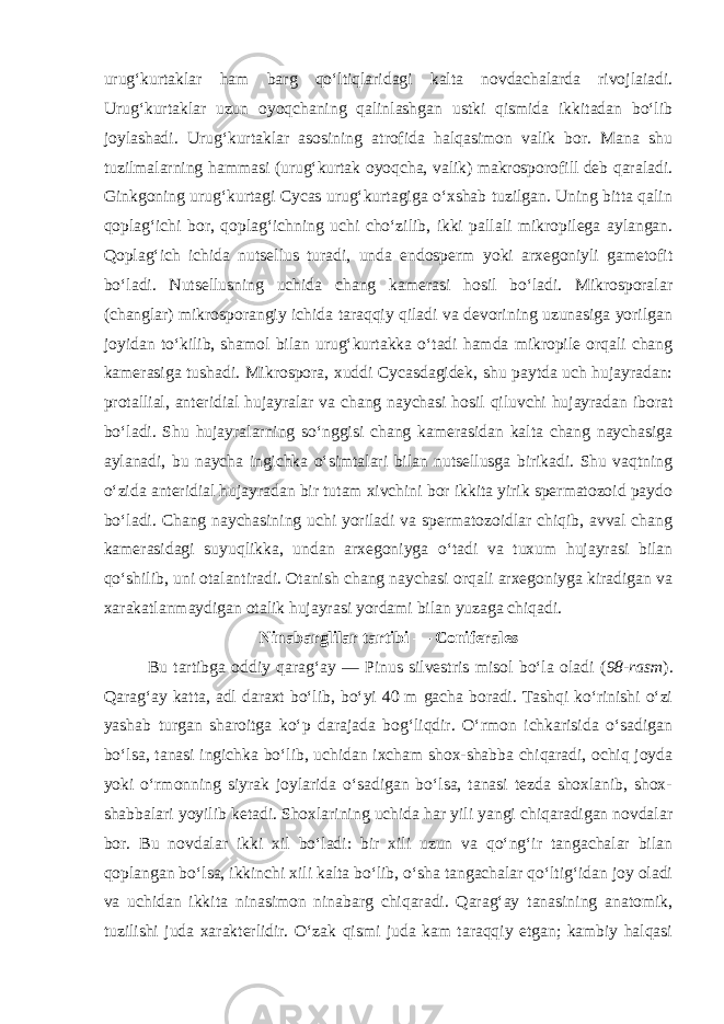urug‘kurtaklar ham barg qo‘ltiqlaridagi kalta novdachalarda rivojlaiadi. Urug‘kurtaklar uzun oyoqchaning qalinlashgan ustki qismida ikkitadan bo‘lib joylashadi. Urug‘kurtaklar asosining atrofida halqasimon valik bor. Mana shu tuzilmalarning hammasi (urug‘kurtak oyoqcha, valik) makrosporofill deb qaraladi. Ginkgoning urug‘kurtagi Cycas urug‘kurtagiga o‘xshab tuzilgan. Uning bitta qalin qoplag‘ichi bor, qoplag‘ichning uchi cho‘zilib, ikki pallali mikropilega aylangan. Qoplag‘ich ichida nutsellus turadi, unda endosperm yoki arxegoniyli gametofit bo‘ladi. Nutsellusning uchida chang kamerasi hosil bo‘ladi. Mikrosporalar (changlar) mikrosporangiy ichida taraqqiy qiladi va devorining uzunasiga yorilgan joyidan to‘kilib, shamol bilan urug‘kurtakka o‘tadi hamda mikropile orqali chang kamerasiga tushadi. Mikrospora, xuddi Cycasdagidek, shu paytda uch hujayradan: protallial, anteridial hujayralar va chang naychasi hosil qiluvchi hujayradan iborat bo‘ladi. Shu hujayralarning so‘nggisi chang kamerasidan kalta chang naychasiga aylanadi, bu naycha ingichka o‘simtalari bilan nutsellusga birikadi. Shu vaqtning o‘zida anteridial hujayradan bir tutam xivchini bor ikkita yirik spermatozoid paydo bo‘ladi. Chang naychasining uchi yoriladi va spermatozoidlar chiqib, avval chang kamerasidagi suyuqlikka, undan arxegoniyga o‘tadi va tuxum hujayrasi bilan qo‘shilib, uni otalantiradi. Otanish chang naychasi orqali arxegoniyga kiradigan va xarakatlanmaydigan otalik hujayrasi yordami bilan yuzaga chiqadi . Ninabarglilar tartibi — Coniferales Bu tartibga oddiy qarag‘ay — Pinus silvestris misol bo‘la oladi ( 98-rasm ). Qarag‘ay katta, adl daraxt bo‘lib, bo‘yi 40 m gacha boradi. Tashqi ko‘rinishi o‘zi yashab turgan sharoitga ko‘p darajada bog‘liqdir. O‘rmon ichkarisida o‘sadigan bo‘lsa, tanasi ingichka bo‘lib, uchidan ixcham shox-shabba chiqaradi, ochiq joyda yoki o‘rmonning siyrak joylarida o‘sadigan bo‘lsa, tanasi tezda shoxlanib, shox- shabbalari yoyilib ketadi. Shoxlarining uchida har yili yangi chiqaradigan novdalar bor. Bu novdalar ikki xil bo‘ladi: bir xili uzun va qo‘ng‘ir tangachalar bilan qoplangan bo‘lsa, ikkinchi xili kalta bo‘lib, o‘sha tangachalar qo‘ltig‘idan joy oladi va uchidan ikkita ninasimon ninabarg chiqaradi. Qarag‘ay tanasining anatomik, tuzilishi juda xarakterlidir. O‘zak qismi juda kam taraqqiy etgan; kambiy halqasi 
