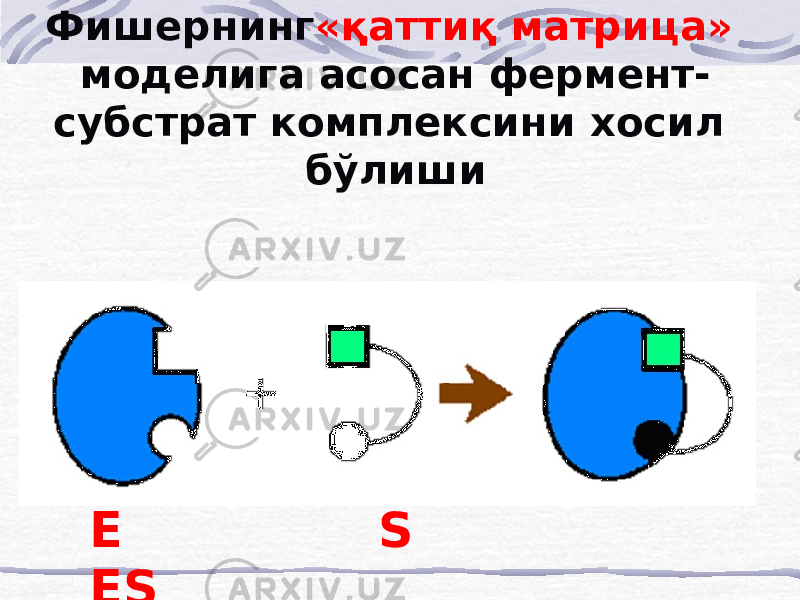 Фишернинг «қаттиқ матрица» моделига асосан фермент- субстрат комплексини хосил бўлиши E S ES 