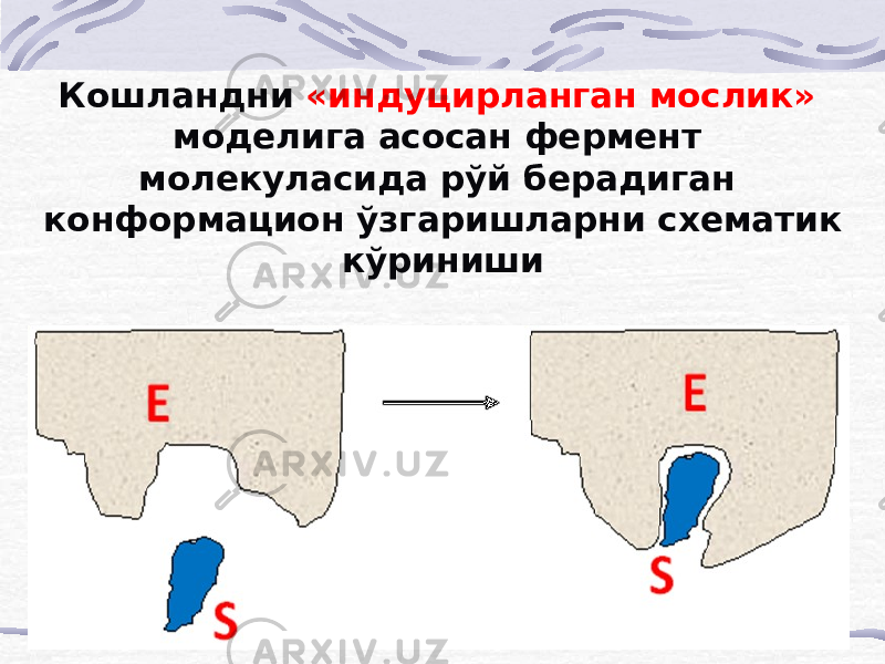 Кошландни «индуцирланган мослик» моделига асосан фермент молекуласида рўй берадиган конформацион ўзгаришларни схематик кўриниши 