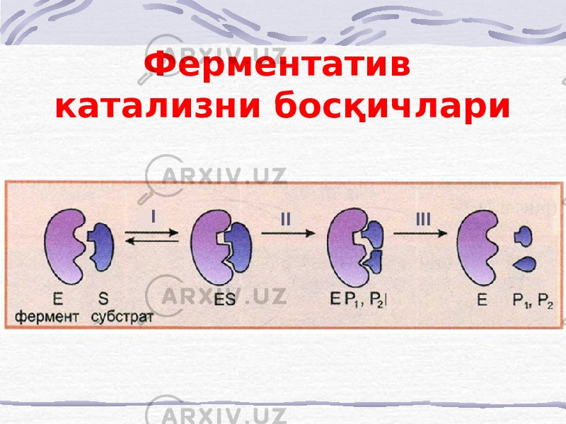 Ферментатив катализни босқичлари I IIIII 