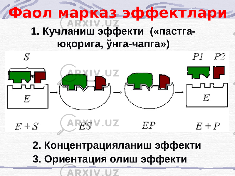 Фаол марказ эффектлари 1. Кучланиш эффекти («пастга- юқорига, ўнга-чапга») 3. Ориентация олиш эффекти2. Концентрацияланиш эффекти 