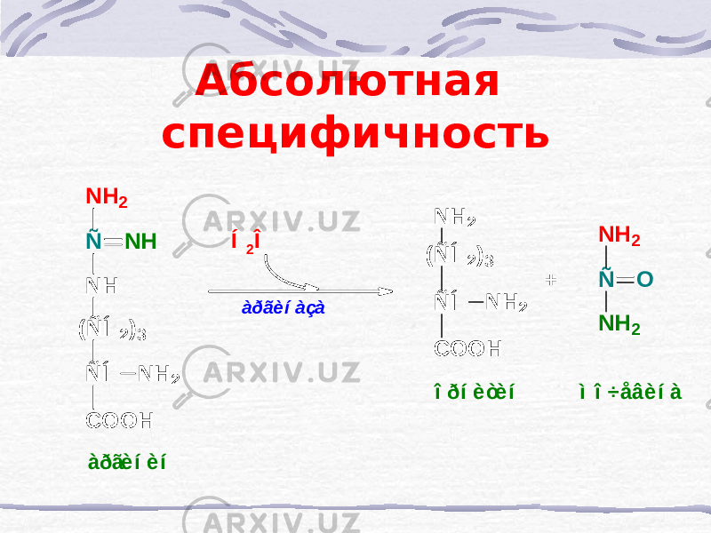 Абсолютная специфичностьN H (ÑÍ 2 )3 ÑÍ COOH N H 2 N H 2 Ñ N H àðãè í àçà Í 2 Î N H 2 (ÑÍ 2 )3 ÑÍ COOH N H 2 + N H 2 Ñ N H 2 O àðãè í è í î ðí è òè í ì î ÷åâ è í à 