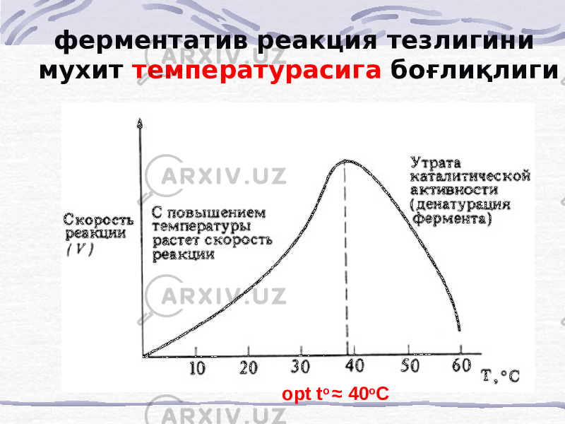 ферментатив реакция тезлигини мухит температурасига боғлиқлиги opt t o ≈ 40 o C 