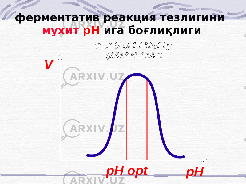 ферментатив реакция тезлигини мухит рН ига боғлиқлигиV pH pH opt êî ë î êî ë î î á ðàçí àÿ çàâèñèì î ñò ü 