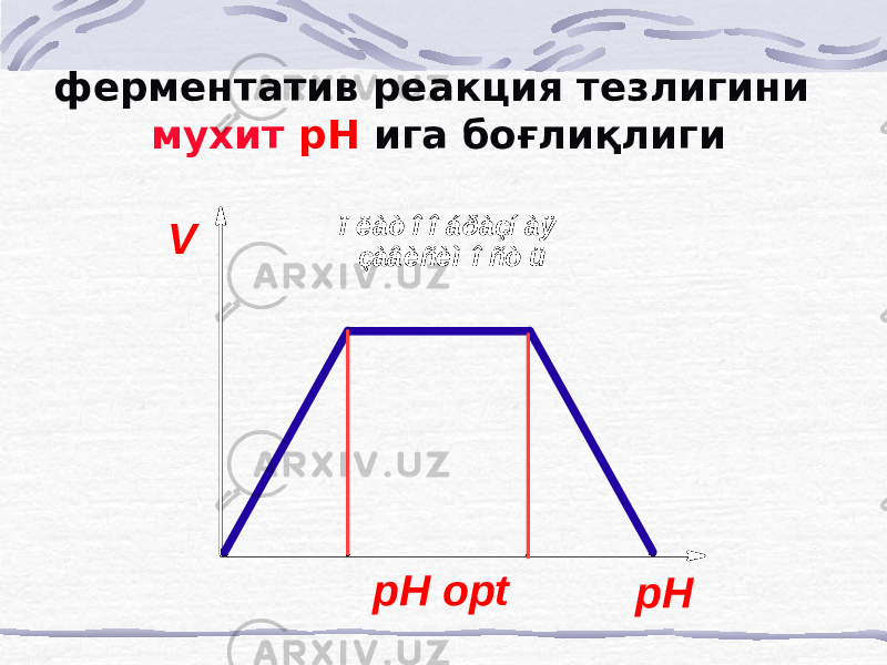 ферментатив реакция тезлигини мухит рН ига боғлиқлиги V pHpH optï ë àò î î á ðàçí àÿ çàâèñèì î ñò ü 